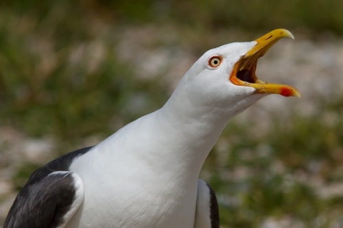Kleine Mantelmeeuw Lesser Black-backed Gull Larus fuscus