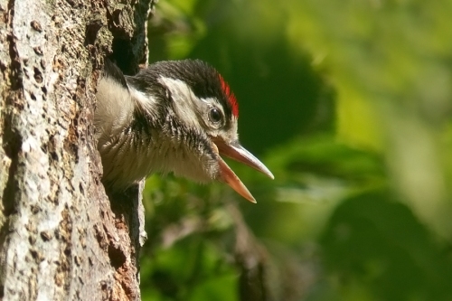 Grote Bonte Specht Great Spotted Woodpecker Great Spotted Woodpecker