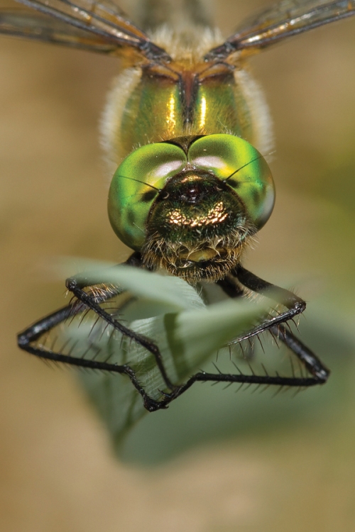 Smaragdlibel Downy emerald Cordulia aenea