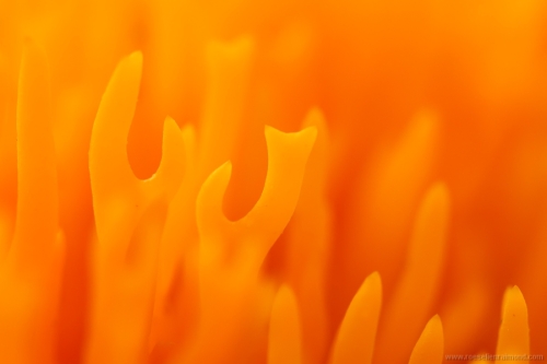 Kleverig koraalzwammetje Calocera viscosa Yellow staghorn fungus