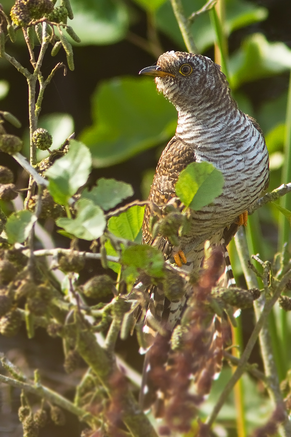Koekoek Cuculus canorus Cuckoo