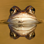 Heikikker Rana arvalis Moor frog