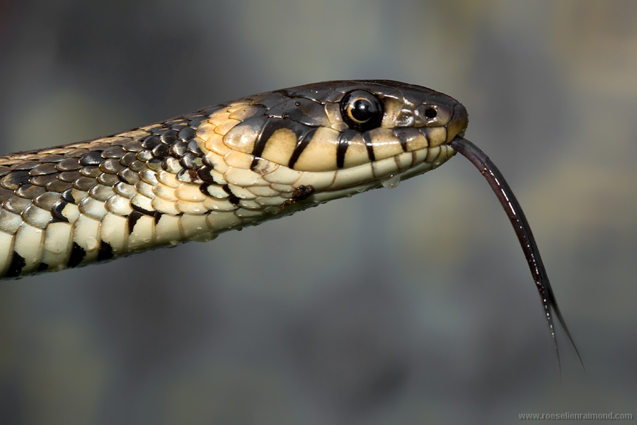 ringslang natrix natrix grass snake