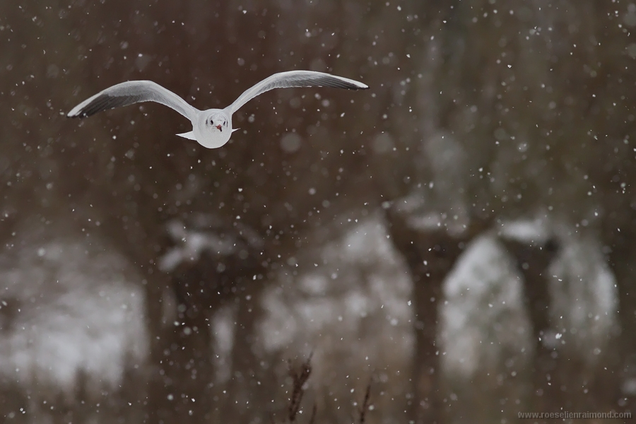 Kokmeeuw Larus ridibundus Black-headed Gull meeuw winter sneeuw