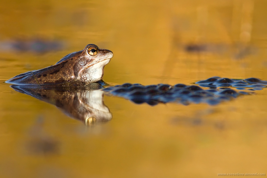 heikikker moor frog Rana arvalis paring courtship