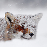 Vos vulpes vulpes fox sneeuw winter koud wit dier portret national geographic wedstrijd