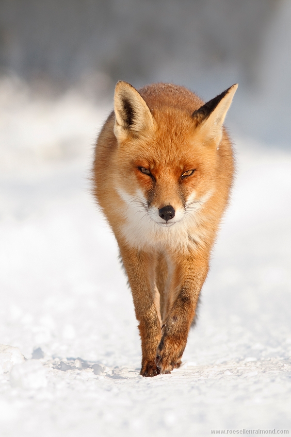 vos vulpes vulpes red fox sneeuw snow winter kou cold vossen fotografie