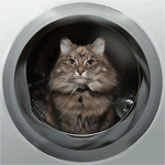 Kat in de wasmachin