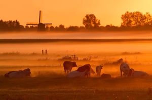 Zonsopkomst in de polder met mist, molen en koeien
