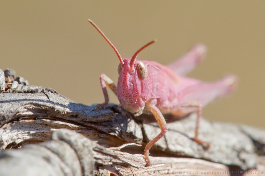 erythrisme roze pigment sprinkhaan pink grasshopper