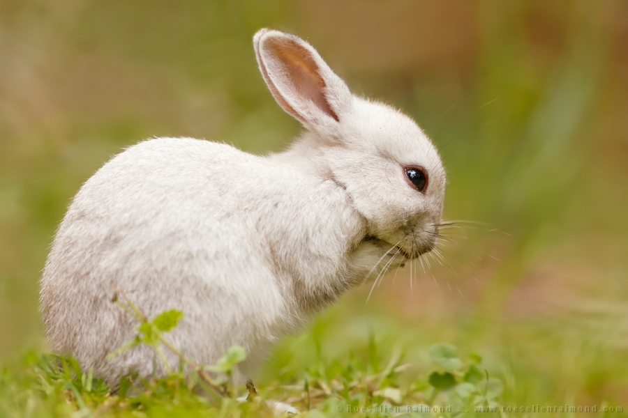 White rabbit Leporidae bunny cute praying 
