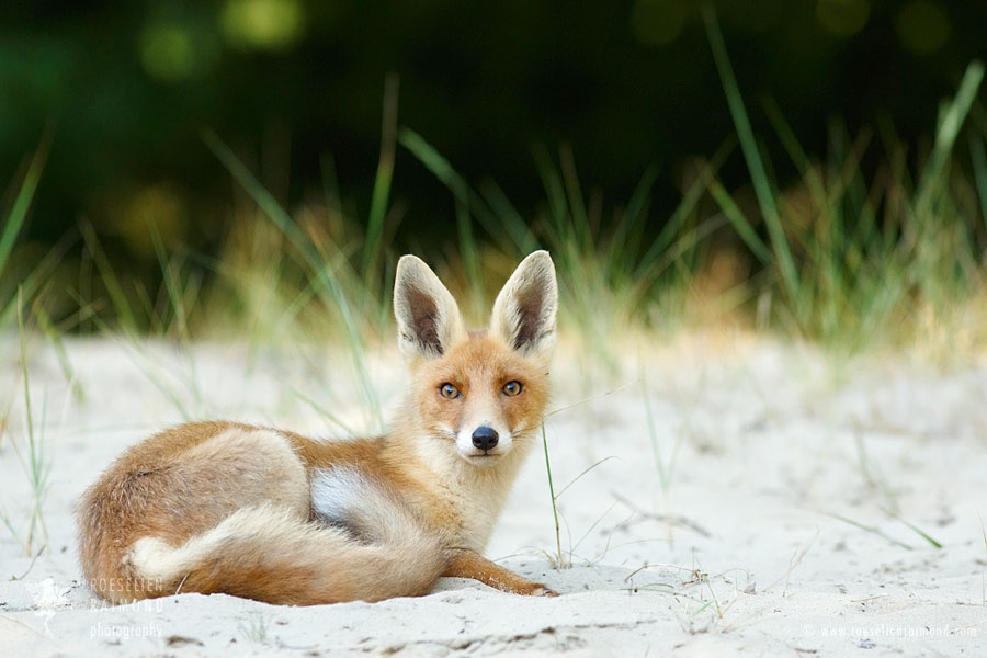 jonge vos in het zand