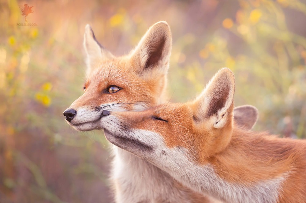 knuffelende vossen, vossenliefde